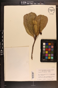 Terminalia muelleri image