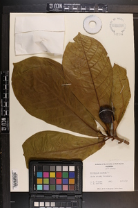 Terminalia catappa image