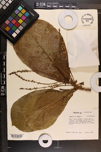 Terminalia catappa image