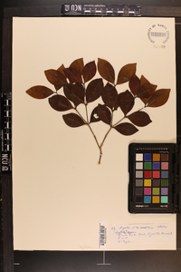 Calyptranthes zuzygium image