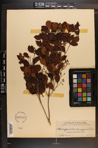 Calyptranthes zuzygium image