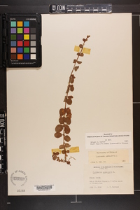 Lysimachia nummularia image