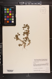 Lysimachia nummularia image