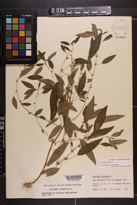 Acalypha virginica image