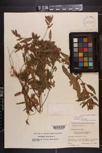 Acalypha virginica image