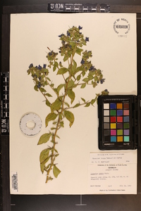 Hydrolea ovata image