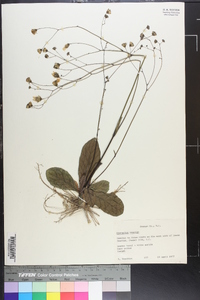 Hieracium venosum image