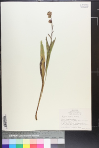 Liatris aspera image