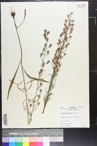 Liatris gracilis image