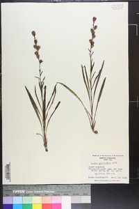 Liatris graminifolia image