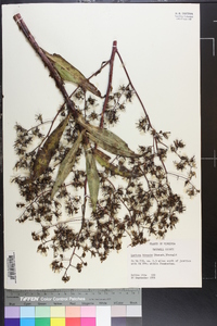 Lactuca biennis image