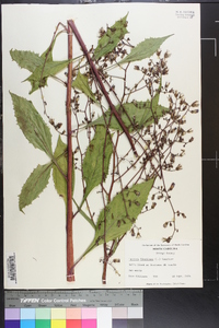 Lactuca floridana image