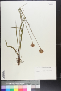 Marshallia graminifolia image