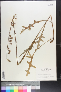 Nabalus autumnalis image