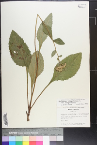 Parthenium integrifolium image