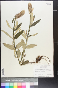 Pterocaulon pycnostachyum image