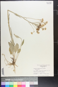 Packera tomentosa image