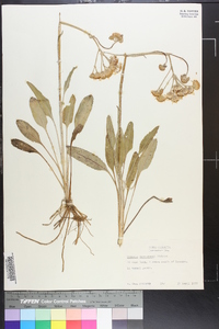 Packera tomentosa image