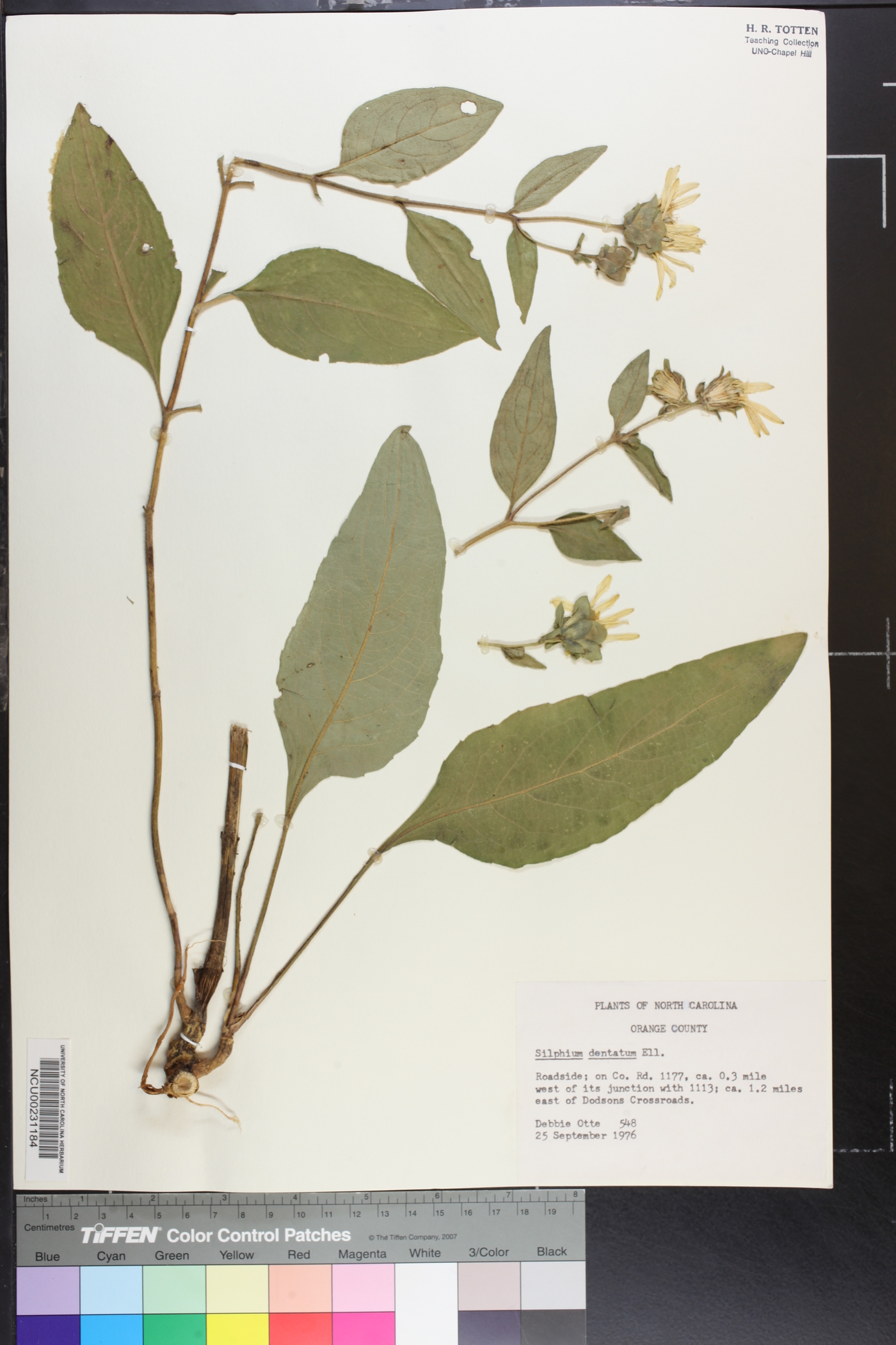 Silphium dentatum image