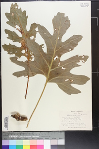 Silphium compositum image