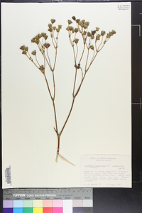 Silphium compositum image