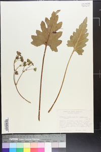 Silphium compositum image