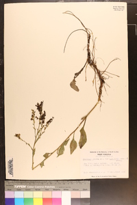 Solidago arguta var. harrisii image