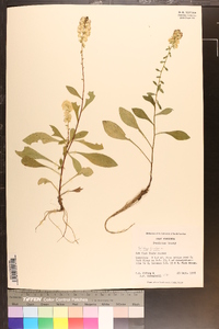 Solidago bicolor image