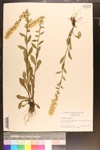 Solidago bicolor image