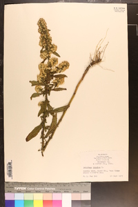 Solidago bicolor image