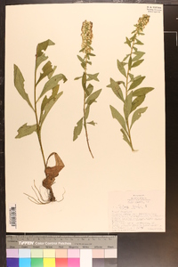 Solidago bicolor image