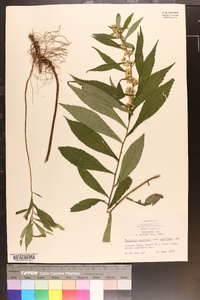 Solidago curtisii image