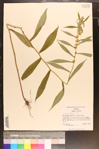 Solidago curtisii image