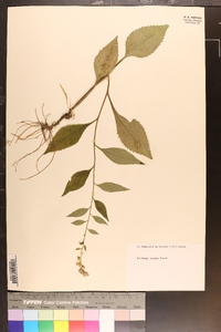 Solidago erecta image