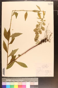 Solidago erecta image