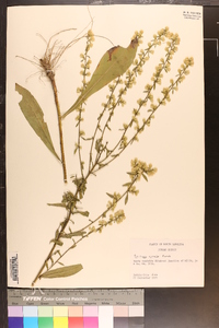 Solidago erecta image