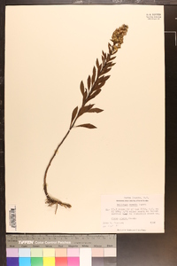 Solidago erecta image