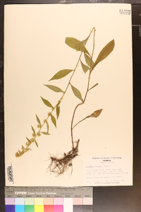 Solidago erecta image