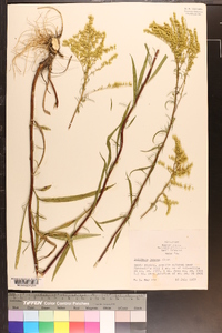 Solidago pinetorum image