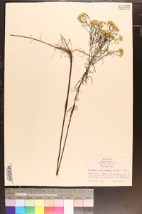 Solidago microcephala image