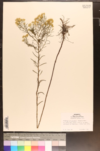 Solidago microcephala image