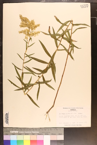 Solidago odora var. odora image