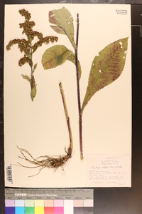 Solidago patula image