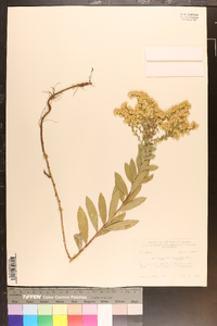 Solidago petiolaris image