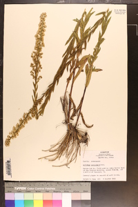 Solidago petiolaris image