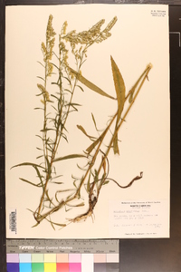 Solidago pinetorum image