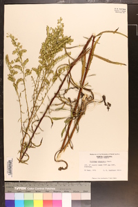 Solidago pinetorum image