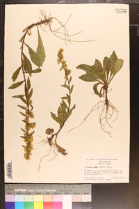 Solidago randii image