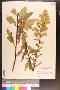 Solidago speciosa image