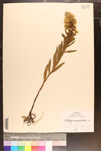 Solidago sempervirens image